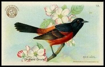 13 Orchard Oriole